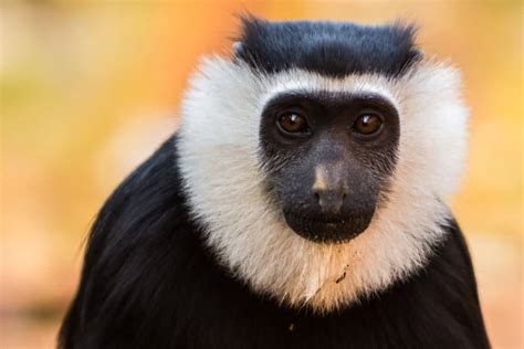 Colobus Monkey: 17 Facts About Africa’s Most Enchanting Monkey