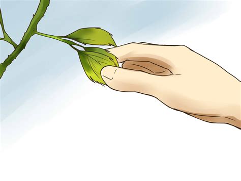 How to Properly Water Roses: 14 Steps (with Pictures) - wikiHow