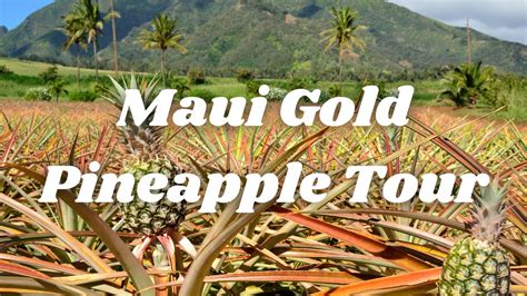 MAUI HAWAII | MAUI GOLD | PINEAPPLE TOUR | VLOG 10 - YouTube