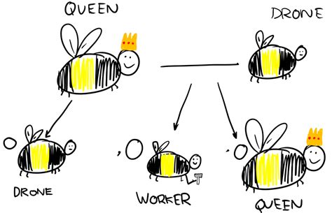 Parthenogenesis - Asexual reproduction