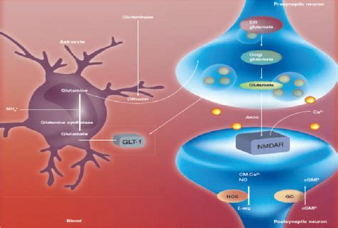 The Glutamate – Glutamine Cycle. Glutamine synthetase localized to ...