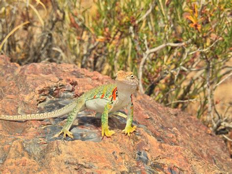 Share the Experience | Petrified Forest National Park