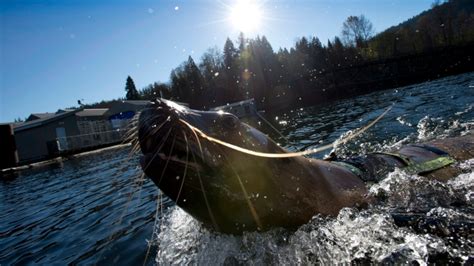 Sea lion bites Alaska fisherman, tries to drag him into sea | CTV News