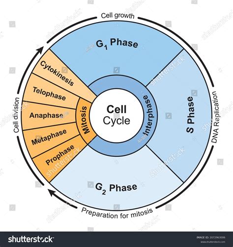 40,793 Cell Cycle Images, Stock Photos, 3D objects, & Vectors ...