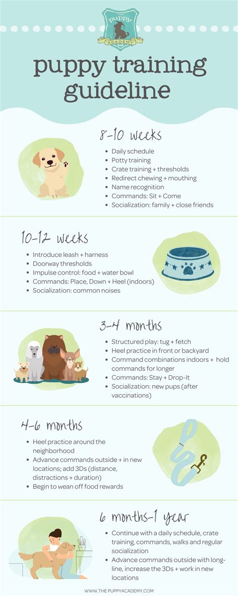 Complete Puppy Training Schedule by Age! — The Puppy Academy