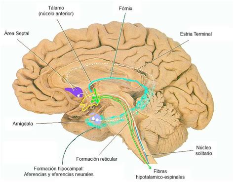 El Área Septal, anatomía y función | Writing posters, Human brain, Areas