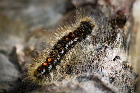 Brown tail moth Photograph by Warren Bourne | Pixels