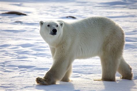 Why Are Polar Bears Endangered - Challenges Polar Bears Face