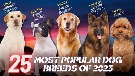 The 25 Most Popular Dog Breeds of 2023 - YouTube