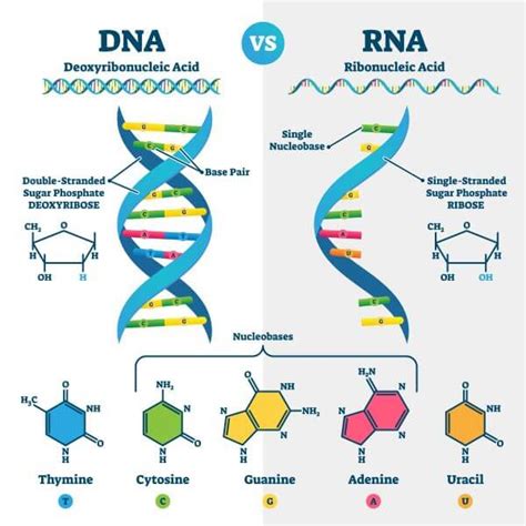 DNA vs. RNA | Biology Dictionary