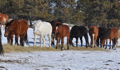 Black Hills Wild Horse Sanctuary - Microsoft Alumni Network