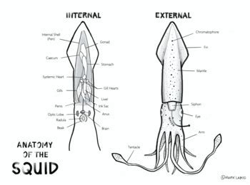 Squid Dissection Worksheet Internal Anatomy