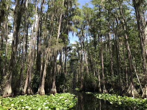 Okefenokee Swamp, GA USA [4032x3024] [OC] : r/EarthPorn