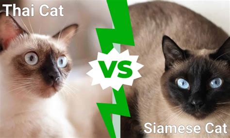 Thai Cat vs. Siamese Cat - A-Z Animals