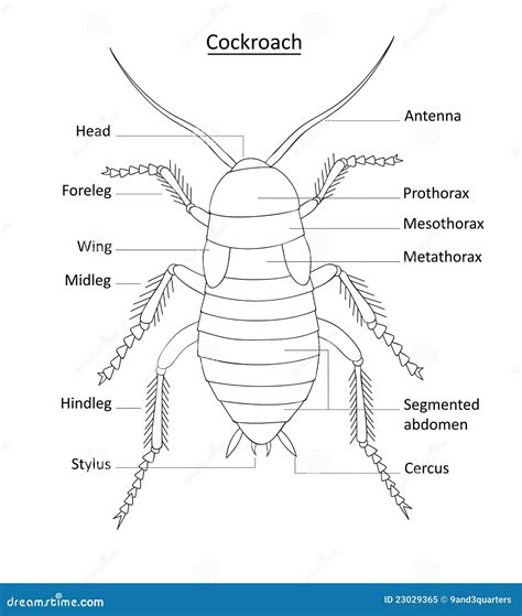 Discover more than 67 cockroach sketch super hot - seven.edu.vn