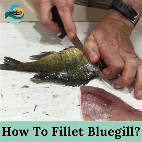 How To Fillet Bluegill? - (How To Cook Bluegill Fillets?)