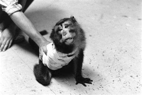 The Silver Spring Monkeys: The Case That Launched PETA | PETA