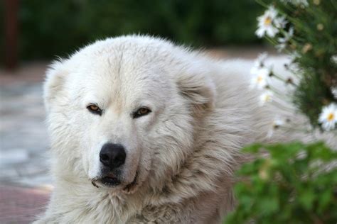 Maremma Sheepdog Breed Information and Pictures - PetGuide | PetGuide