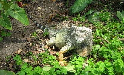 Green Iguana Facts and pictures | Reptile Fact