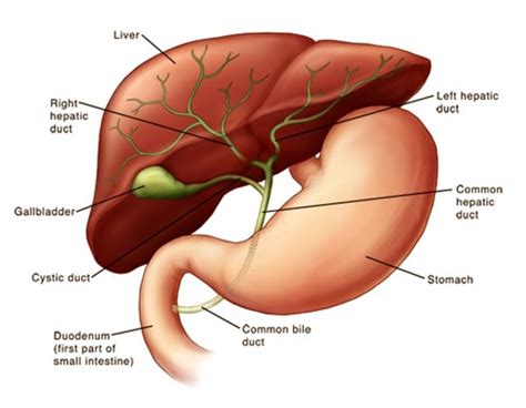 Gallbladder Sludge - Treatment, Symptoms, Removal, Diet, Causes | HubPages