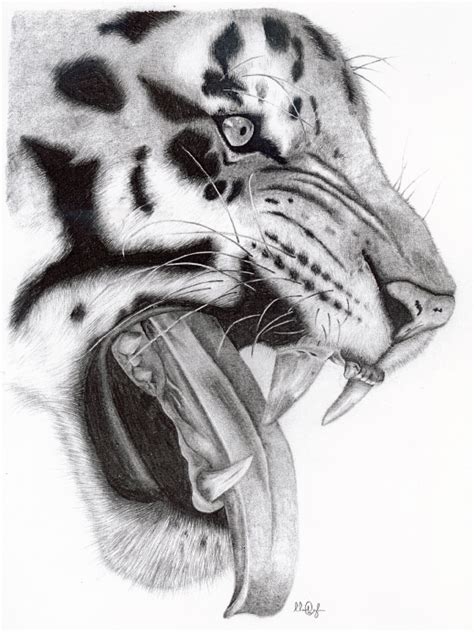 Wildlife pencil sketches on Behance