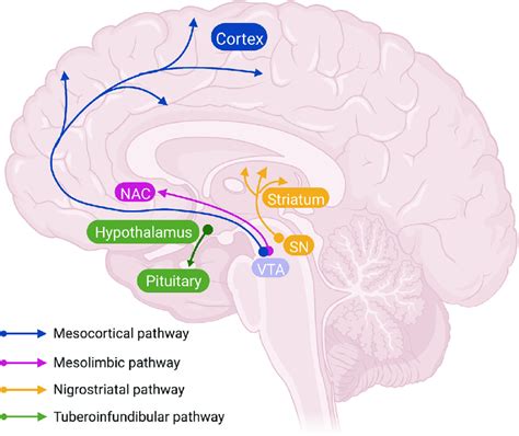 Dopaminergic pathways in the brain. Dopaminergic pathways in the brain ...