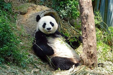 Do Pandas Live Wild and Freely in Japan? – YouGoJapan