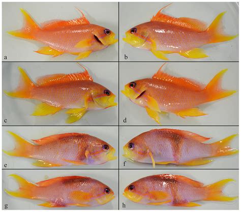 Individual Pseudanthias squamipinnis (7.3 ± 0.8 g) 30 h following the ...