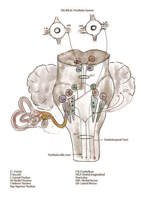 The real vestibular system. Impulses are carried from the horizontal ...