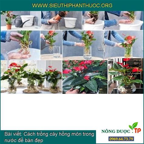 Cách trồng cây hồng môn trong nước để bàn đẹp - SIÊU THỊ PHÂN THUỐC