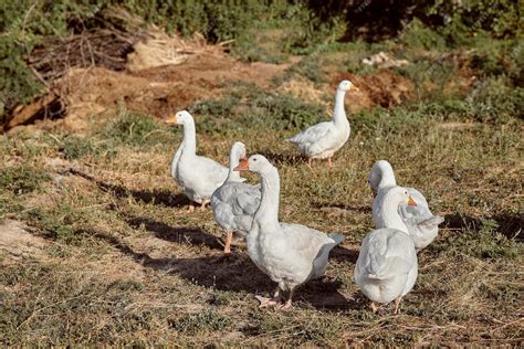 Free Photo | Domestic geese on a walk through the meadow. rural ...