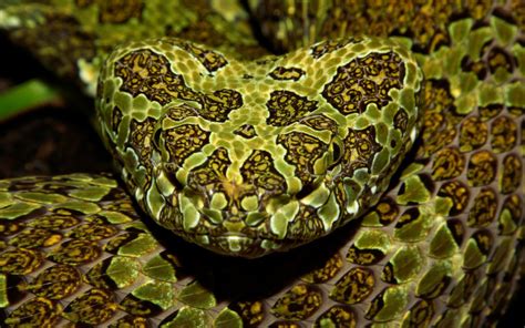 Mangshan Pit Viper Species Profile and photos – BALL PYTHON BREEDER UK