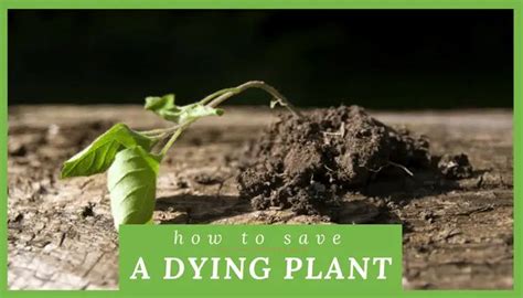 How To Save A Dying Plant - Aqualogi