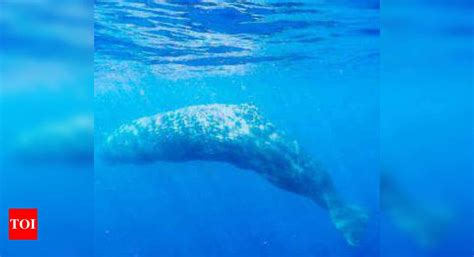 Dwarf whale survived well into ice age - Times of India