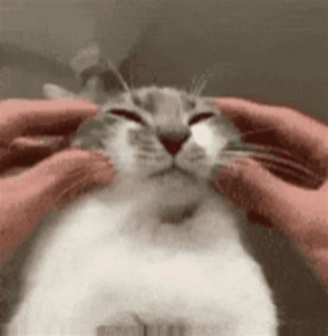 Squishy Cade Cat GIF - Squishy Cade Cat - Discover & Share GIFs