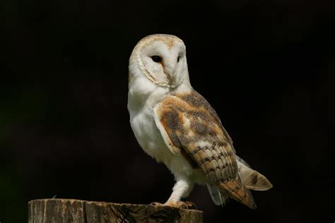 Barn Owl - Facts, Pictures, Diet, Breeding, Habitat, Behaviour ...