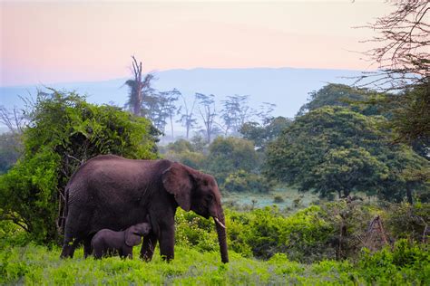 What to Expect on a Ngorongoro Crater Safari: Ultimate Guide