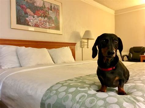 3 Affordable Dog-Friendly Hotel Chains in the USA - Travelnuity | Dog ...