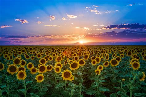 Sunflower Sunset — Rick Louie Photography