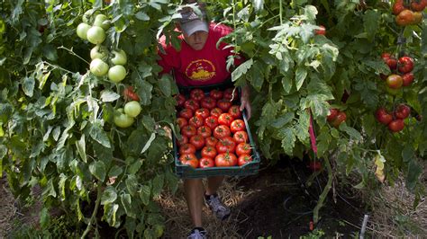 Which states have the most organic farms? | Pew Research Center