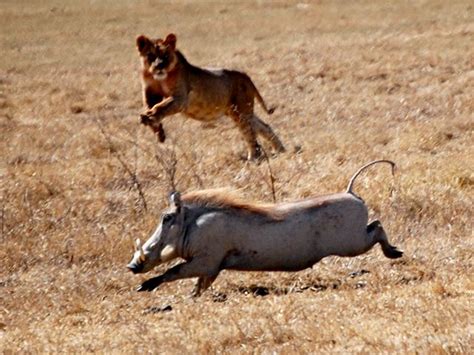 african lion hunting | My HD Animals