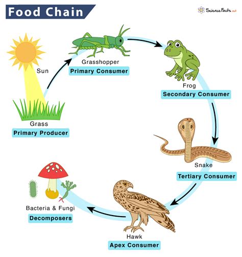 Limitless learning at your fingertips: Nutrition in Animals - VII Science