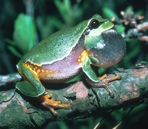 Pine Barrens Tree Frog Facts and Pictures