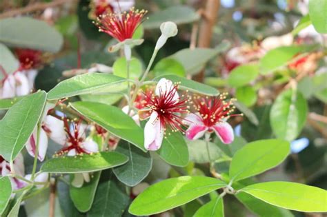 Bay Laurel Hedge » Top Growing Tips