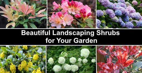 37 Types of Bushes and Shrubs For Landscaping (with Pictures)