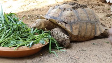 What to Feed Your Sulcata Tortoise - PetHelpful