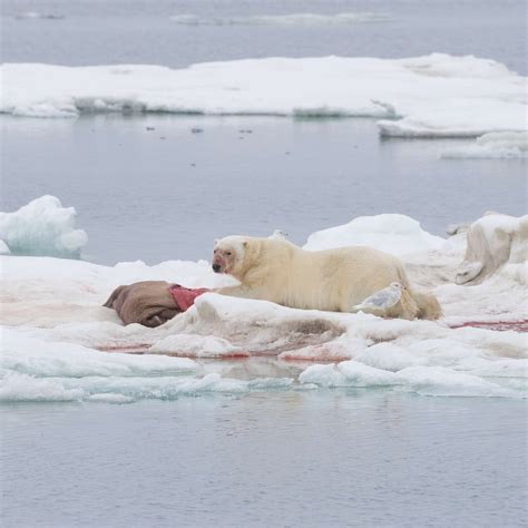 Three Polar Bears near a Walrus Carcass. Wrangel Island. - Graham Boulnois