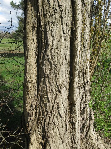 Plants Blog term 3: Populus nigra - Black poplar