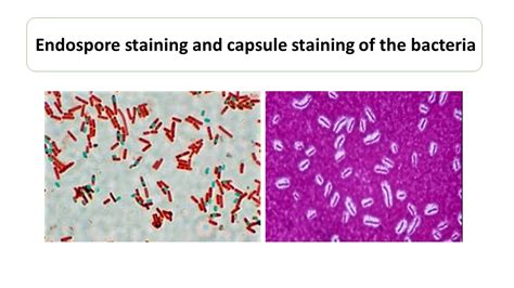 Bacterial spores examples - kidsstat