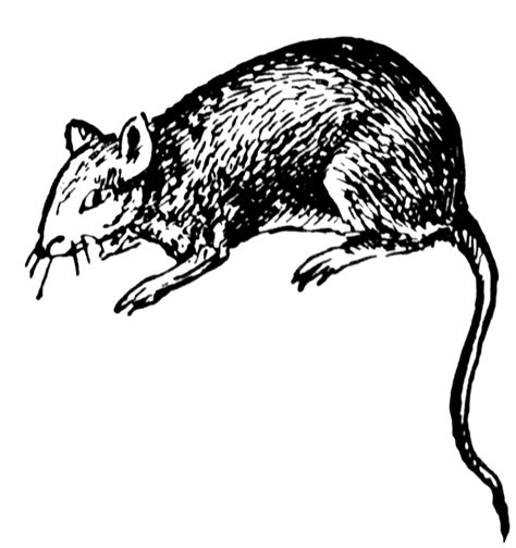 Free Black Rat Cliparts, Download Free Black Rat Cliparts png images ...